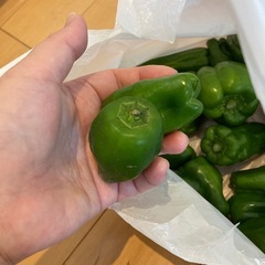 規格外ピーマン　
の画像