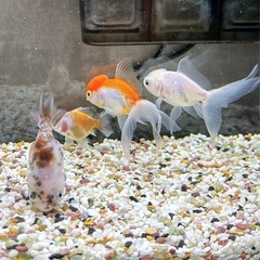 金魚･用具一式譲りますの画像