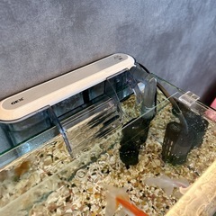 金魚･用具一式譲りますの画像