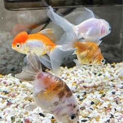 金魚･用具一式譲りますの画像