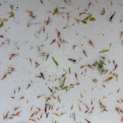 規格外🉐レッドチェリーシュリンプ　🉐30匹　500円の画像