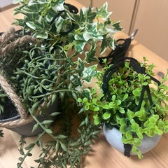 ニトリのフェイクグリーン達の画像