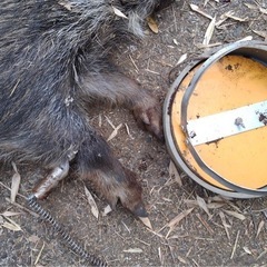 田中式くくり罠ステンレス、下枠、落としセット５個の画像