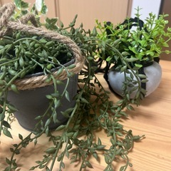 ニトリのフェイクグリーン達の画像