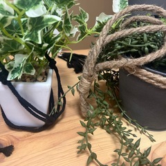 ニトリのフェイクグリーン達の画像