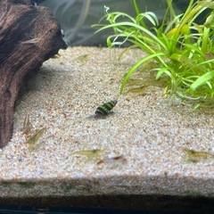 スネールキラースネール　差し上げますの画像