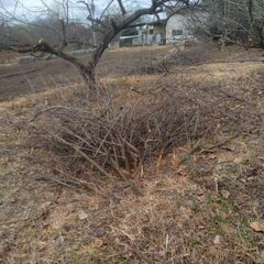  大量の伐採枝差し上げます まだまだ出ますの画像