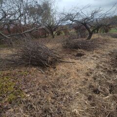  大量の伐採枝差し上げます まだまだ出ますの画像