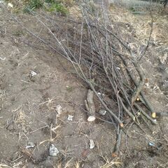  大量の伐採枝差し上げます まだまだ出ますの画像