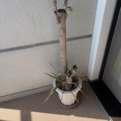 植木　南国　　2つセットの画像