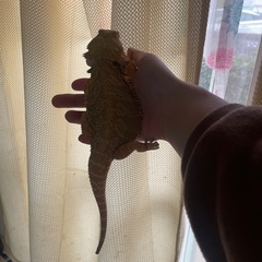 フトアゴヒゲトカゲ