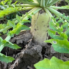 子育て世代・学生さんへ。朝採り葉付きだいこんあげます。2週間以上日持ちします。の画像