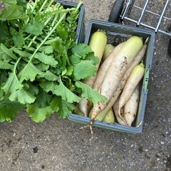 子育て世代・学生さんへ。朝採り葉付きだいこんあげます。2週間以上日持ちします。の画像
