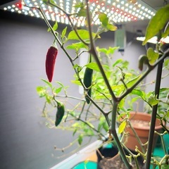 エクストラスパイシー・ハラペーニョの画像