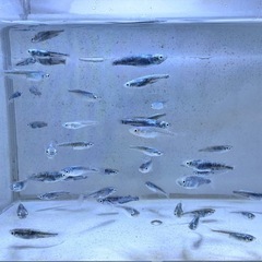 「墨武(ボブ」メダカ選別漏れ15匹の画像