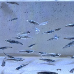 「墨武(ボブ」メダカ選別漏れ15匹の画像