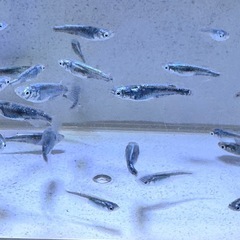 「墨武(ボブ」メダカ選別漏れ15匹の画像