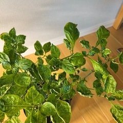 レア品種・ピンクハバネロの画像