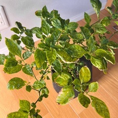 レア品種・ピンクハバネロの画像