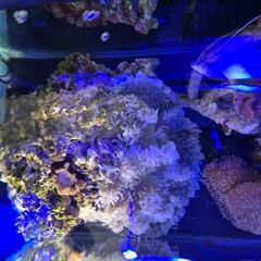 ​【引取限定】沖縄 海水魚・サンゴ天国へ！すぐ始められるオーバーフロー水槽セットの画像