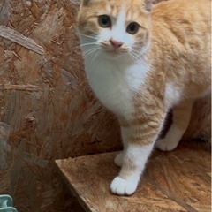 生後5〜6ヶ月茶白くん(鼻周り茶色)