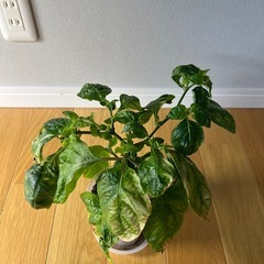 レア品種・KSLS唐辛子（2〜3か月株）の画像