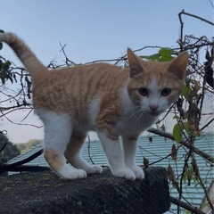 生後5〜6ヶ月の茶白の男の子(鼻周り白)