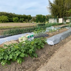 訳あり柿10個（30個で決定させて頂きました！）の画像