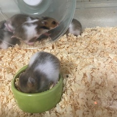 ハムスター　譲ります - 厚木市