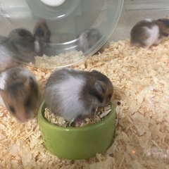 ハムスター　譲ります