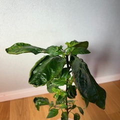 無料 フィダルガ・ロッサ唐辛子（約3か月株）
の画像