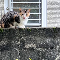 生後5〜6ヶ月大人しい三毛猫ちゃん