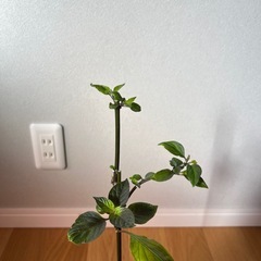 交涉中 無料 フィダルガ・ロッサ唐辛子（約3か月株）の画像