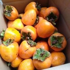 干し柿用に 渋柿40個 (蜂屋柿 甲州百目)②の画像