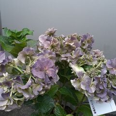 毎年咲きます 紫陽花 鉢植え ガーデニング 秋色の画像