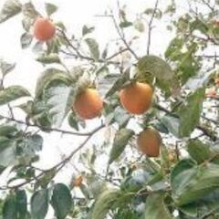 干し柿用に 渋柿40個 (蜂屋柿 甲州百目)②の画像