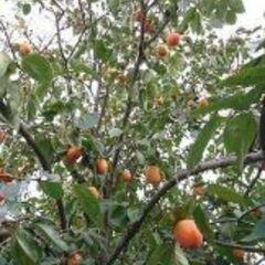 干し柿用に 渋柿40個 (蜂屋柿 甲州百目)②の画像