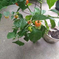 ハバネロ（とうがらし）の苗の画像