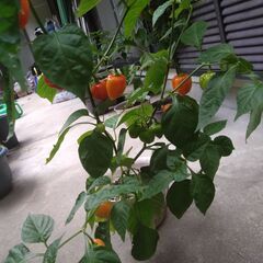 ハバネロ（とうがらし）の苗の画像