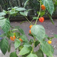 ハバネロ（とうがらし）の苗の画像