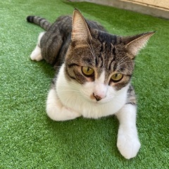 【急募】飼っていただける方探してます！