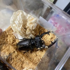 アクベシアヌスミヤマクワガタ　B品の画像