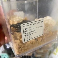 アクベシアヌスミヤマクワガタ　B品の画像