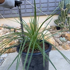 ユッカ　ケレタロエンシス　ワイドリーフ①　コレクション株限定放出 レア！　検)ドライガーデンの画像