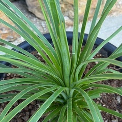 ユッカ　ケレタロエンシス　ワイドリーフ①　コレクション株限定放出 レア！　検)ドライガーデンの画像