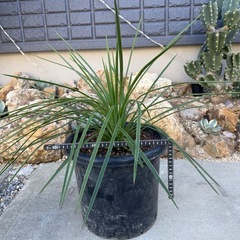 ユッカ　ケレタロエンシス　ワイドリーフ①　コレクション株限定放出 レア！　検)ドライガーデンの画像