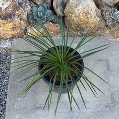 ユッカ　ケレタロエンシス　ワイドリーフ①　コレクション株限定放出 レア！　検)ドライガーデンの画像