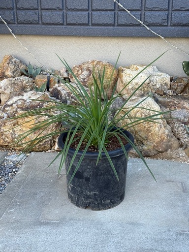 ユッカ　ケレタロエンシス　ワイドリーフ①　コレクション株限定放出 レア！　検)ドライガーデン