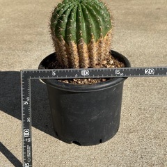 　(紫雀丸×短毛丸)×湘陽丸　サボテン　カクタス　検) ドライガーデン　の画像