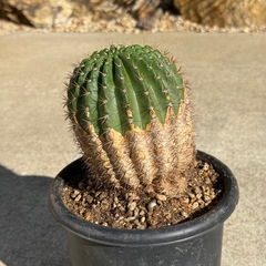 　(紫雀丸×短毛丸)×湘陽丸　サボテン　カクタス　検) ドライガーデン　の画像